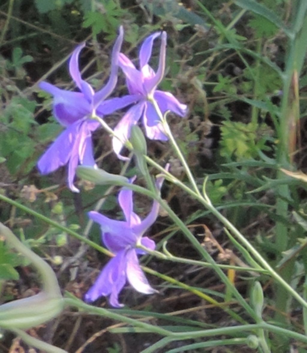 Delphinium consolida (Ranunculaceae)
